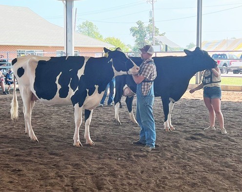 Dairy Cattle