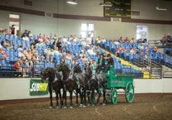 Draft Horse Hitches