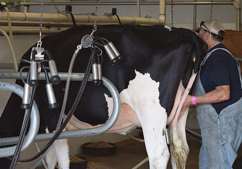 Milking Demos