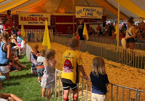 Racing Pigs